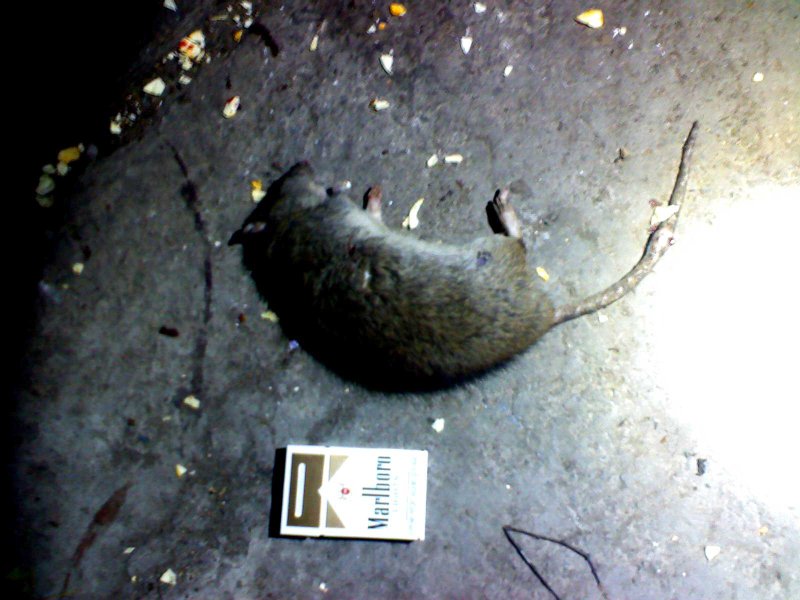 Крыса в Подмосковье большая