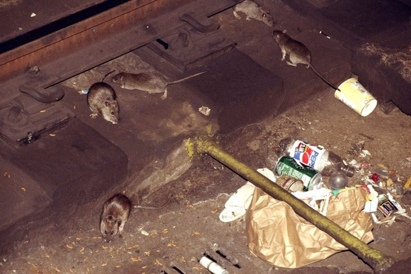 Огромные крысы в Московском метро