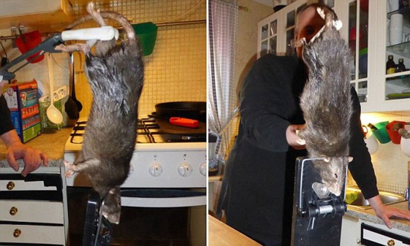 Самая большая крыса в метро