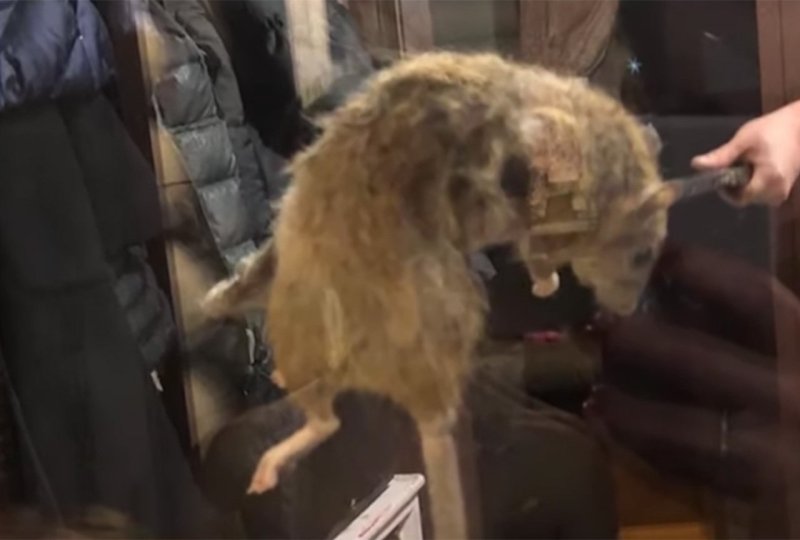 Крыса гигант в метро Московском