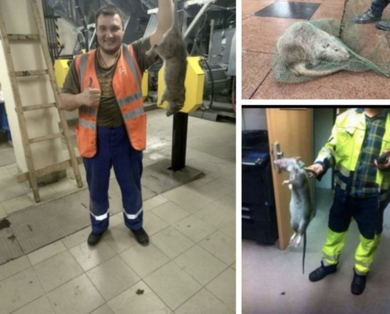 Крыса гигант в метро Московском