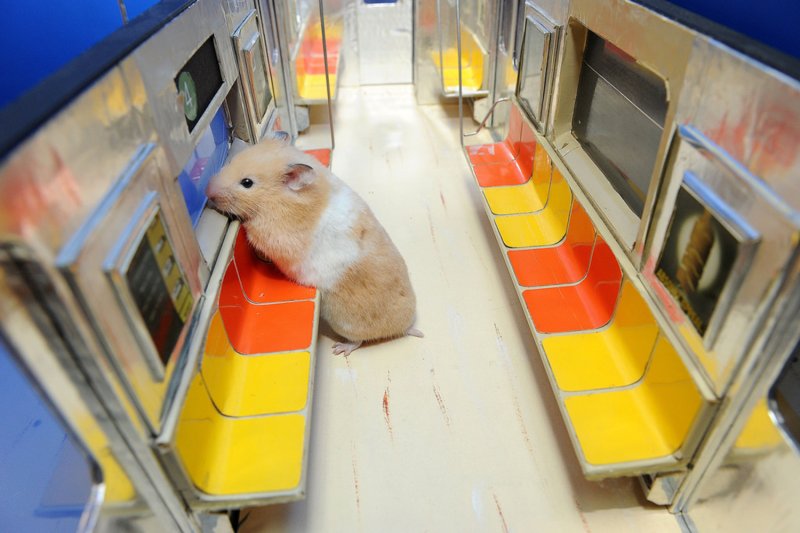 Мышка в поезде