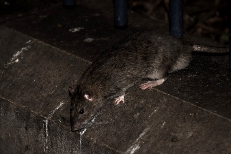 Крысы мутанты в метро Москвы