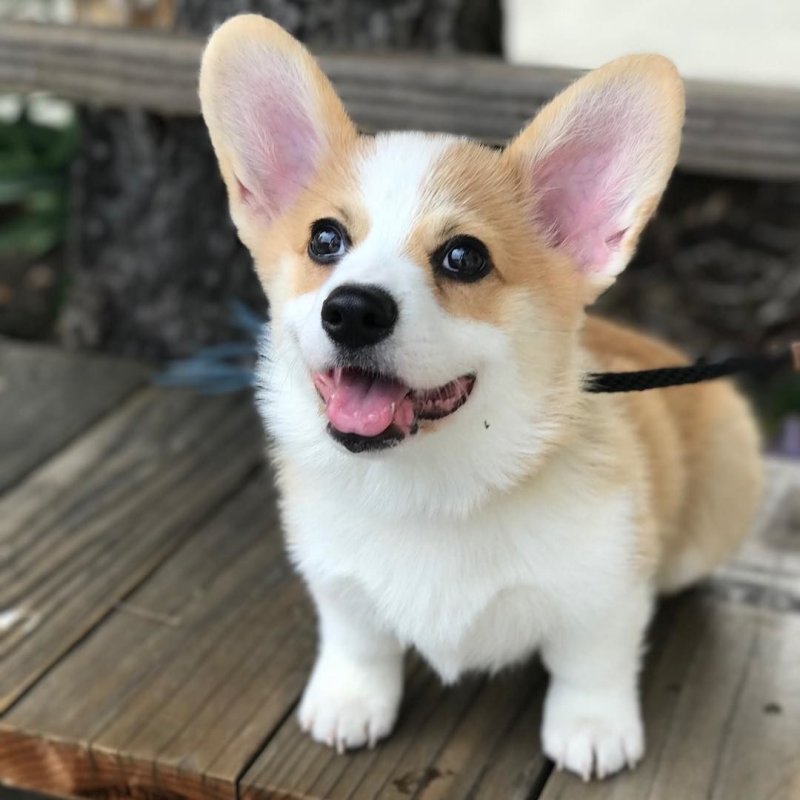 Корги Bentley