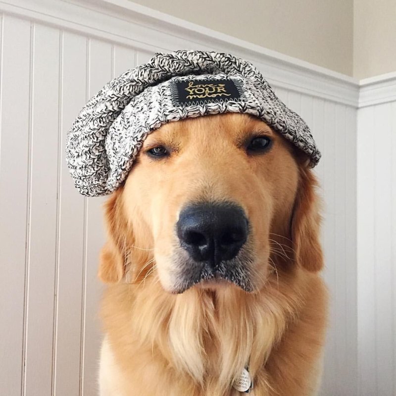 Собака Пинтерест