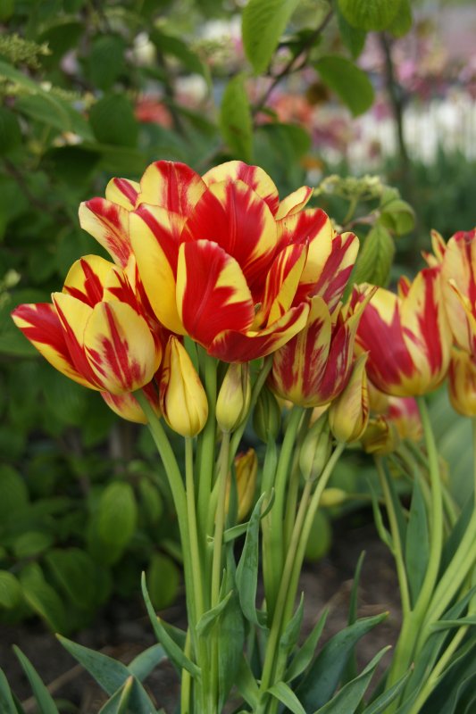 Тюльпан многоцветковый Уандер клаб