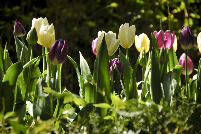 Весенний сад с тюльпанами