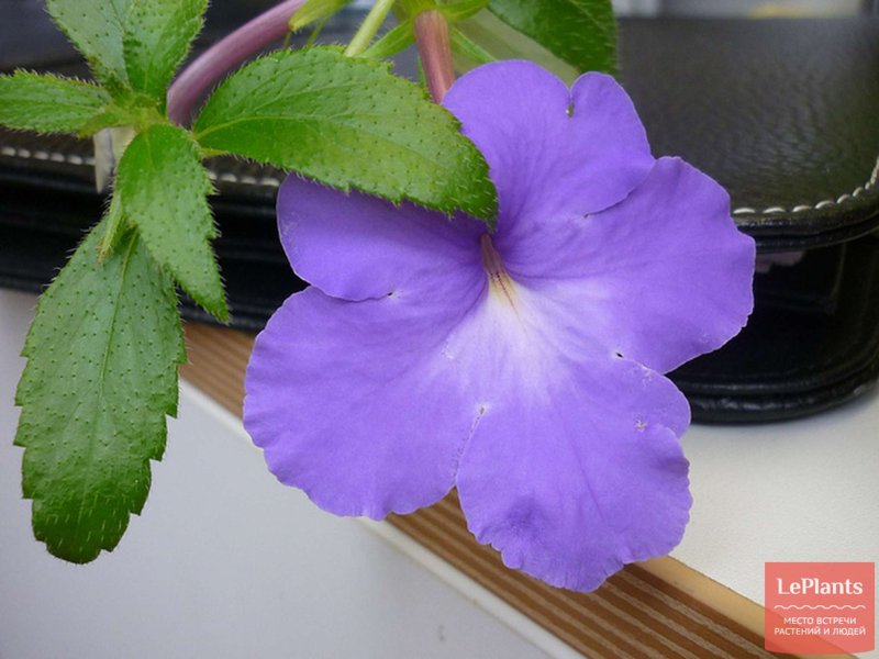 Achimenes erecta