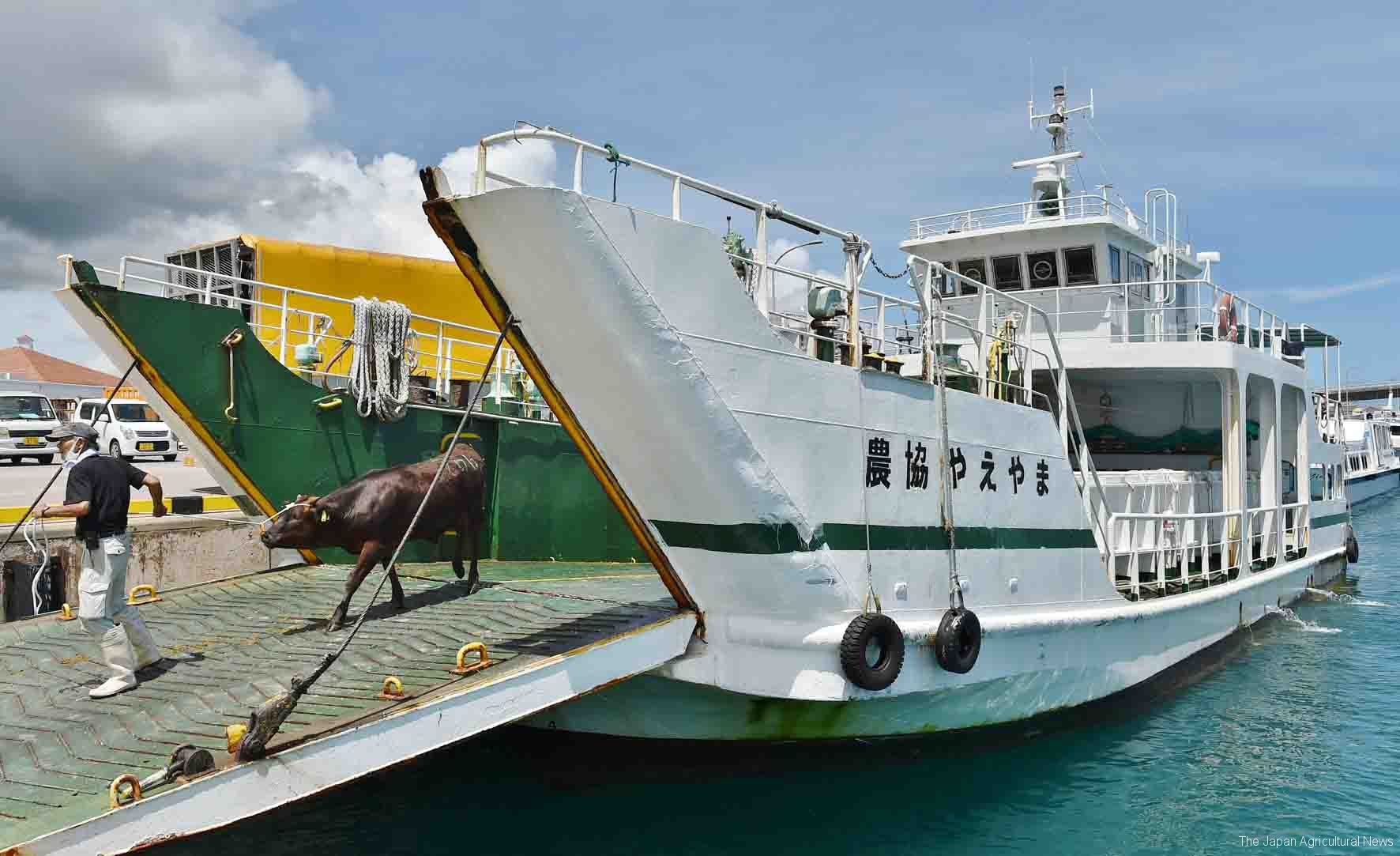 Прибывает пароход. Перевозка животных на судне. Скотовоз судно. Судно для перевозки скота.
