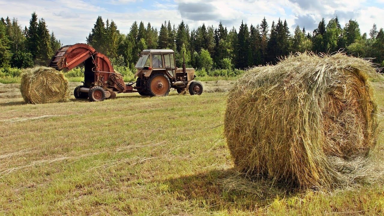 Груженный сеном. Трактор сено. Трактор с тюками. Заготовка сена в тюках.