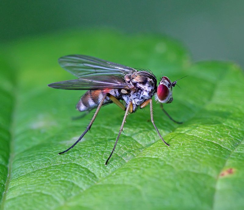 Молодые мухи