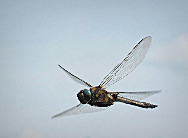 Полет Стрекозы