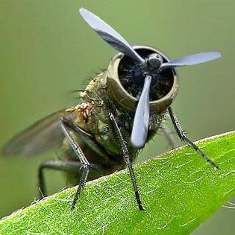Муха в самолете