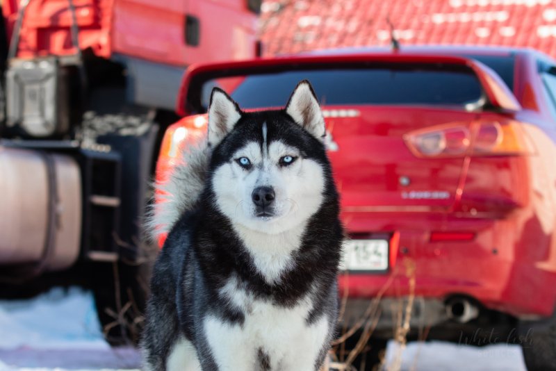 Где снимали хаски панелька