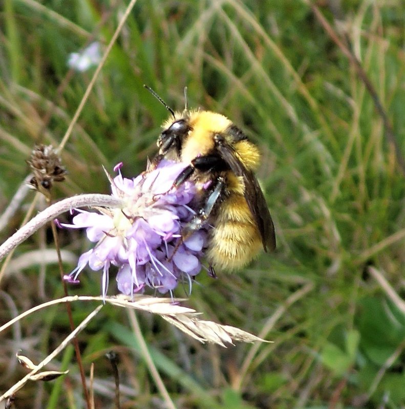 Шмель Bombus hyperboreus
