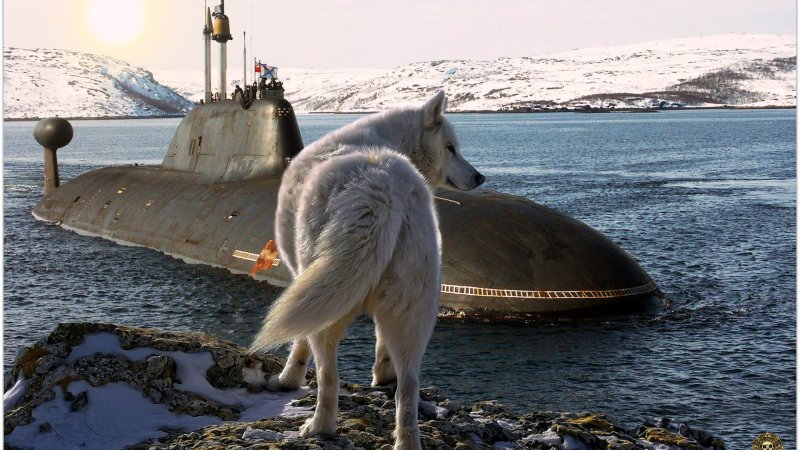 Белый медведь на подводной лодке