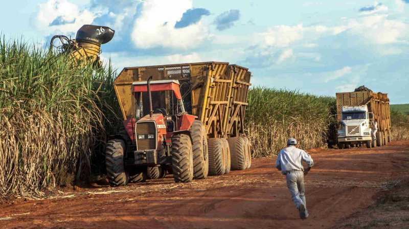 Уборка сахарного тростника в Бразилии