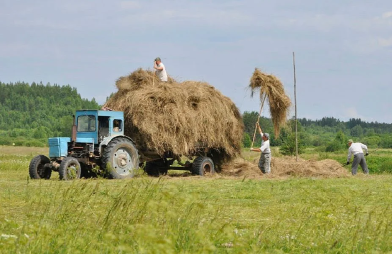 Сенокос сельское хозяйство