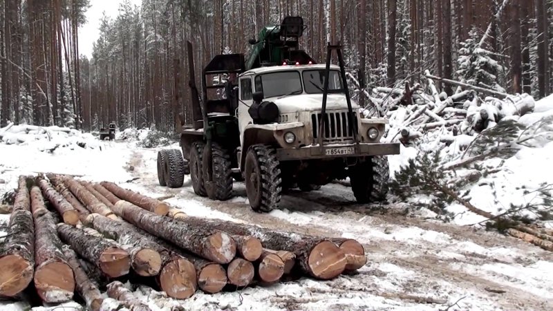 Урал лесовоз в лесу