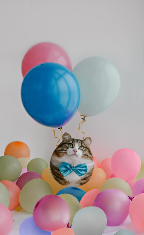 Кошки с воздушными шарами