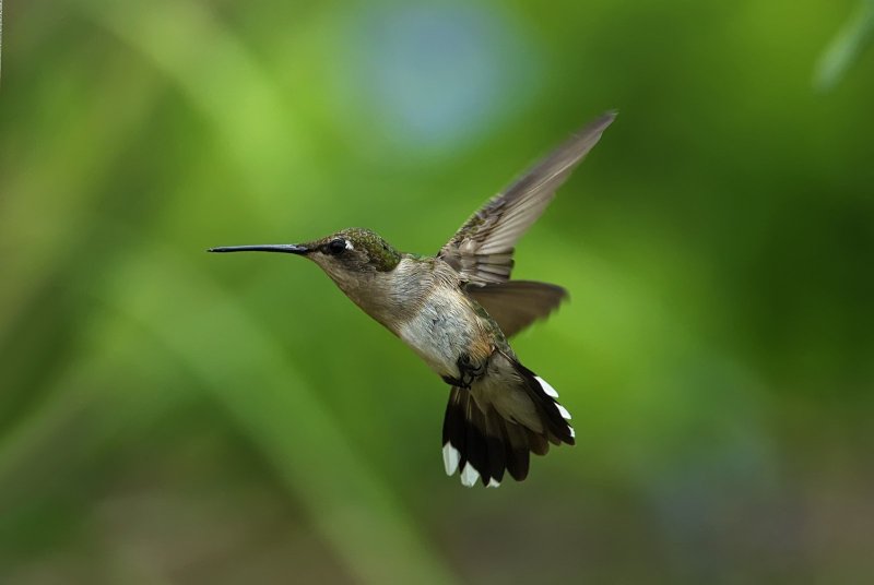 Колибри trochilidae