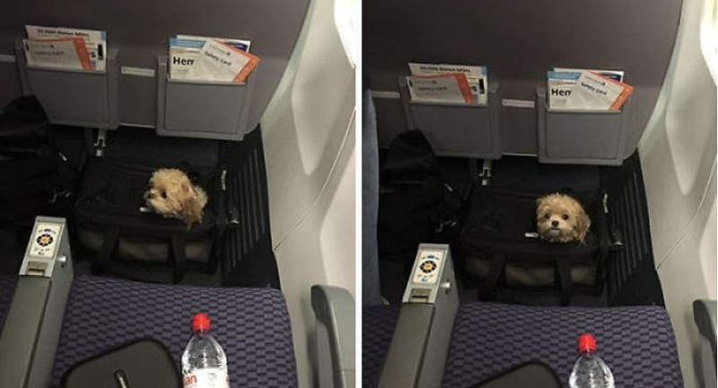 Отсек для животных в самолете s7