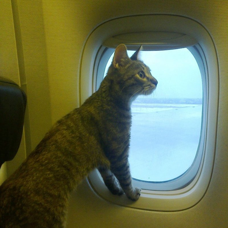 Кот в самолете