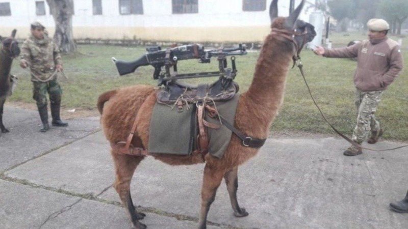 Боевые альпаки Аргентина