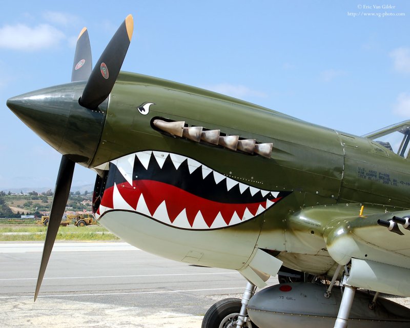 P-40 Shark