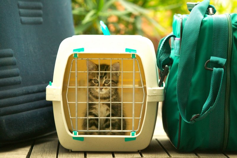 Pet carry Post
