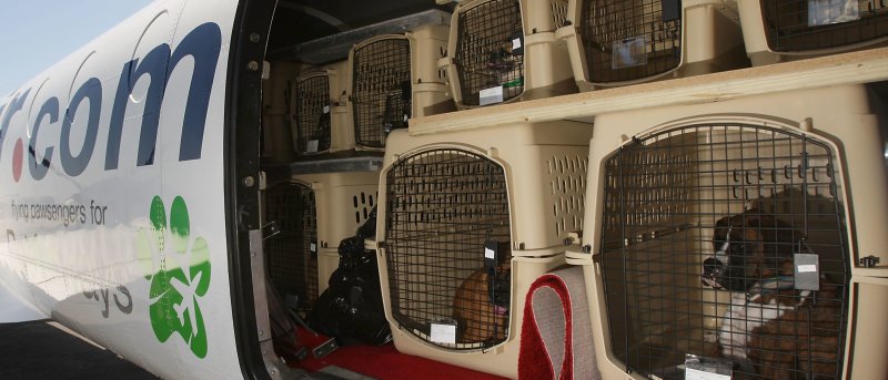 Авиаперевозка животных