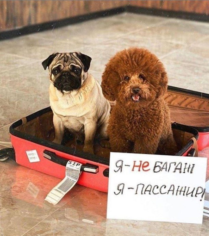 Животные в багаже самолета