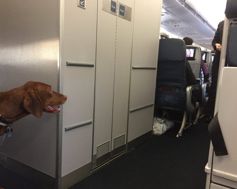 Отсек для животных в самолете s7