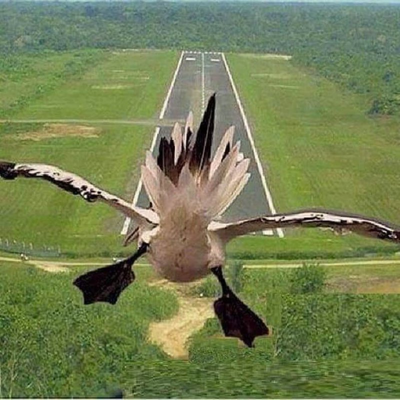 Самолет и птица прикол