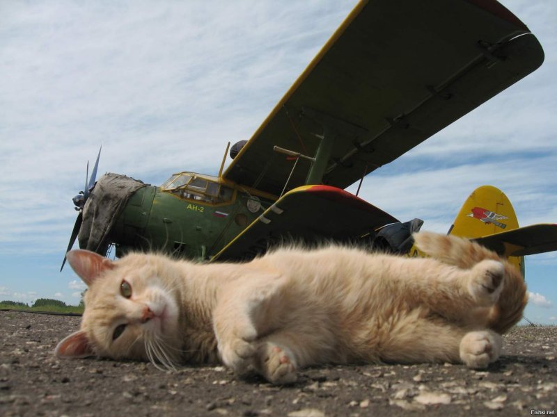 Кот летчик