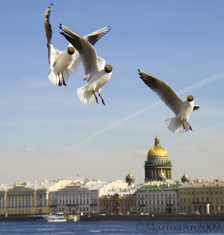 Санкт-Петербург Нева Чайки