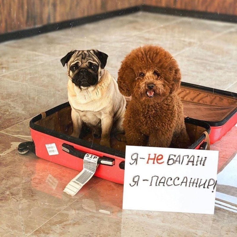 Перевозка животных