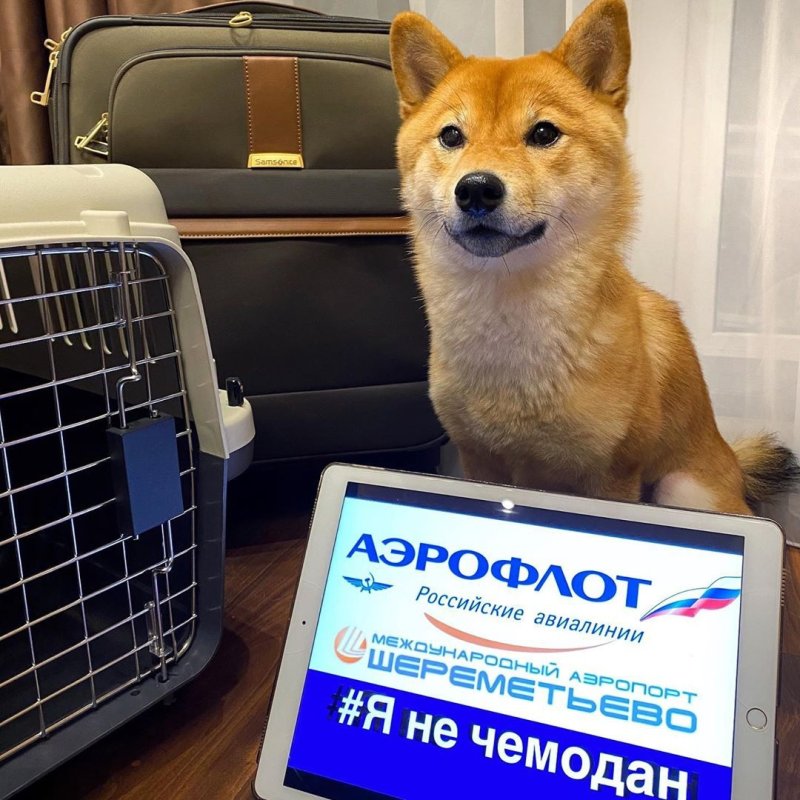 Перевоз животных Аэрофлот