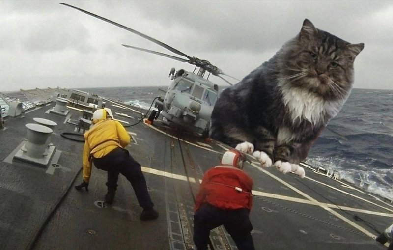 Котик на вертолете
