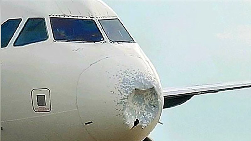 Airbus 319 столкнулся с птицей