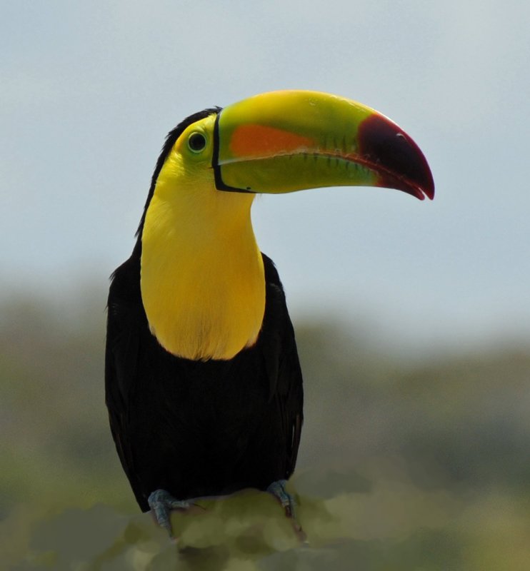 Ramphastos citrolaemus