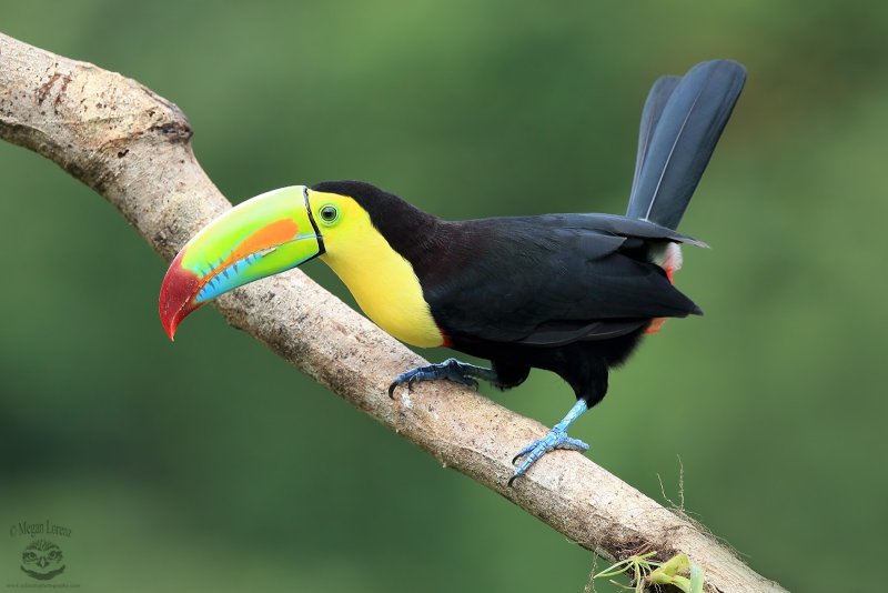 Toucan f r