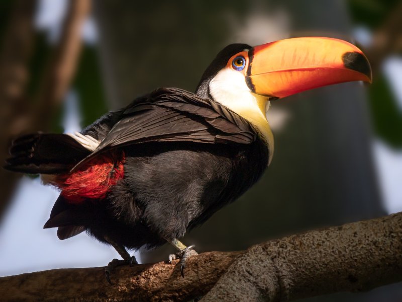 Большой Тукан Ramphastos toco