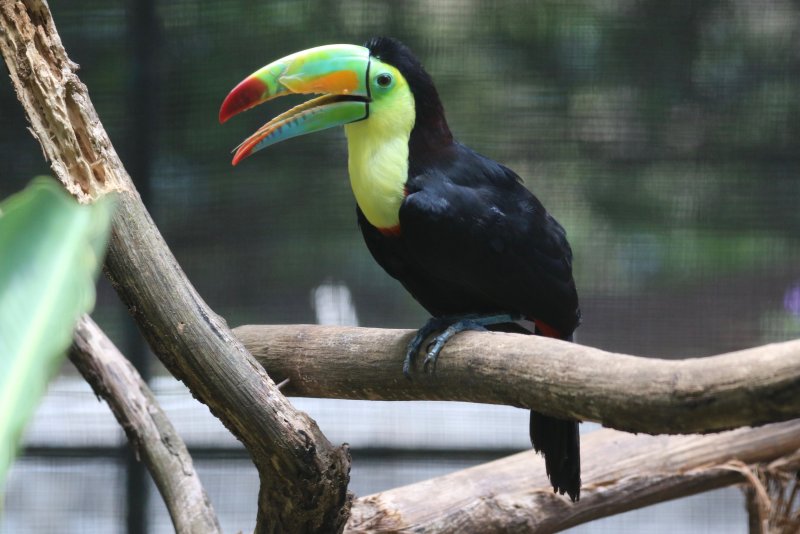 Yellow throated Toucan