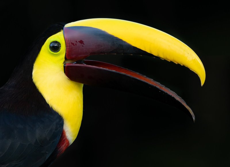 Yellow throated Toucan