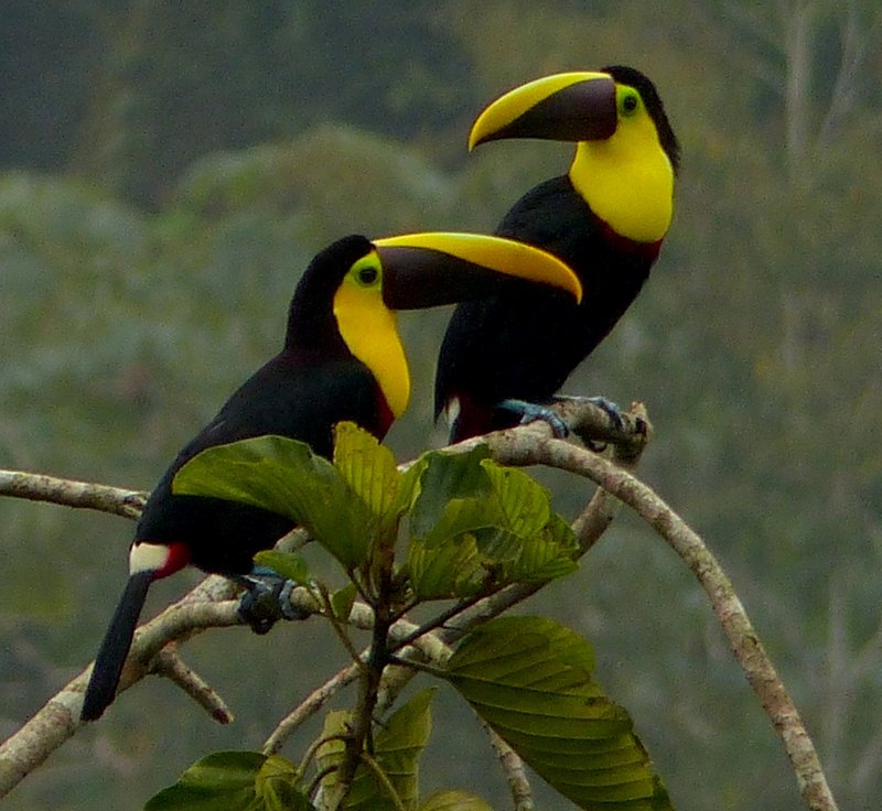 Ramphastos ambiguus